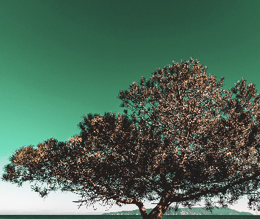 sustainability responsibility